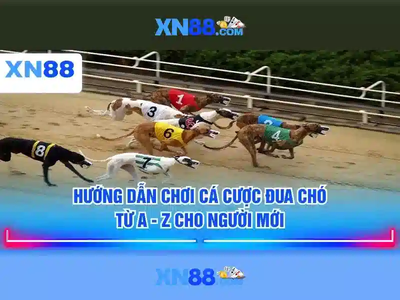 Giới thiệu về xn88 – Nền tảng cược trực tuyến
