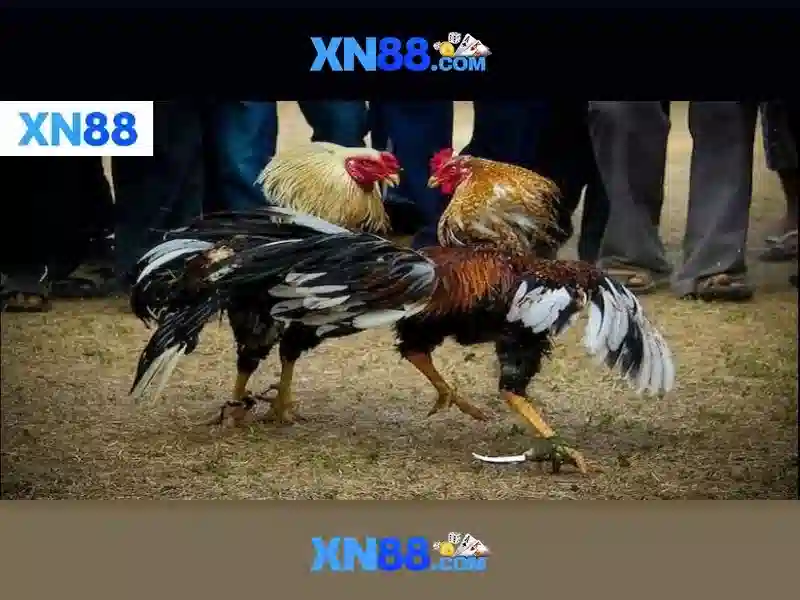 XN88: tổng quan và những điều cần biết