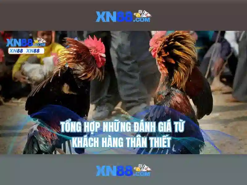 xn88: Tổng quan và trải nghiệm cá cược trực tuyến Giao diện nhà cái hoàn hảo