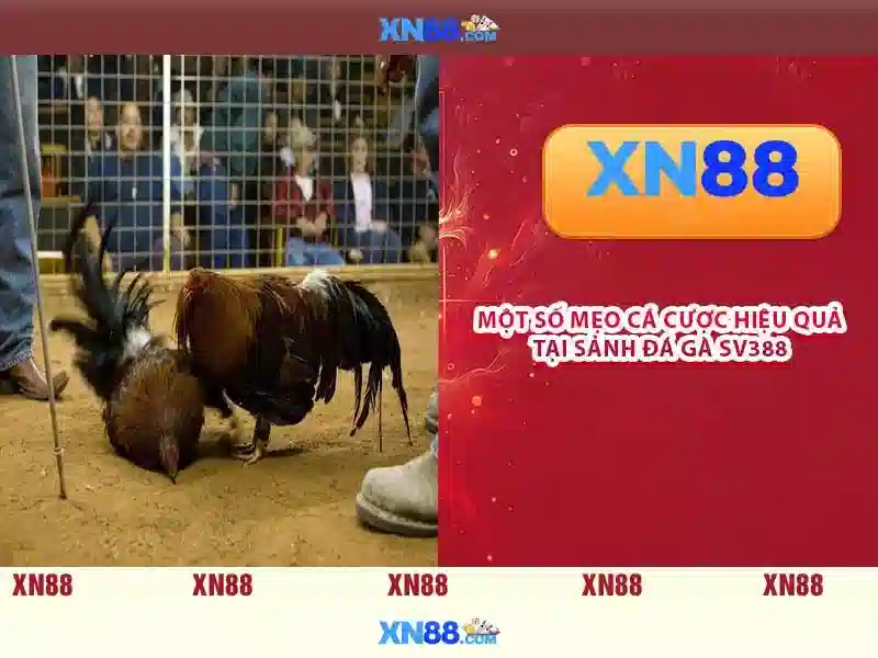 xn88: Tổng quan và hướng dẫn cho người chơi Việt Nam