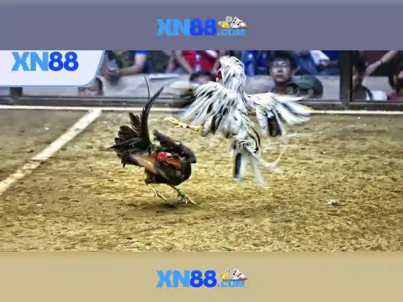 Giao diện nhà cái hoàn hảo