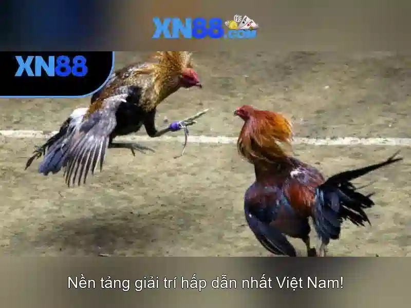 Giới thiệu về xn88\n