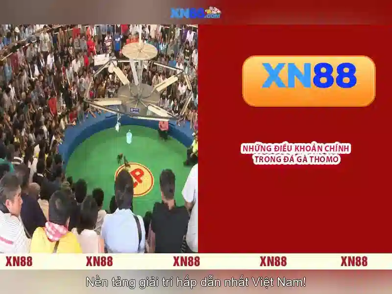 https://xn88app.it.com/images/text/xn88/xn88-text2603312427.webp Ý kiến và kết luận