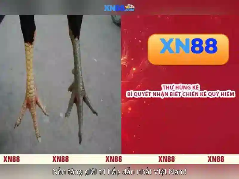 XN88: Tổng quan về nền tảng cá cược trực tuyến