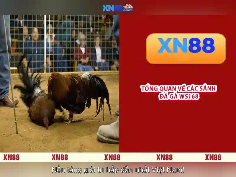 Xn88: Tổng quan về nền tảng trực tuyến